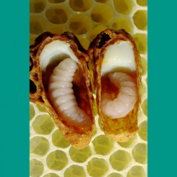 Larvas